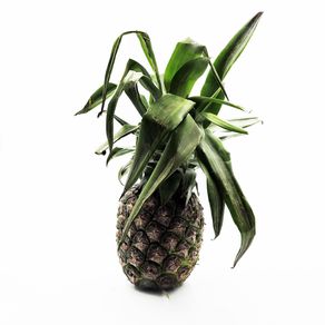 Pina-Pucalpa-Impex-1-1504